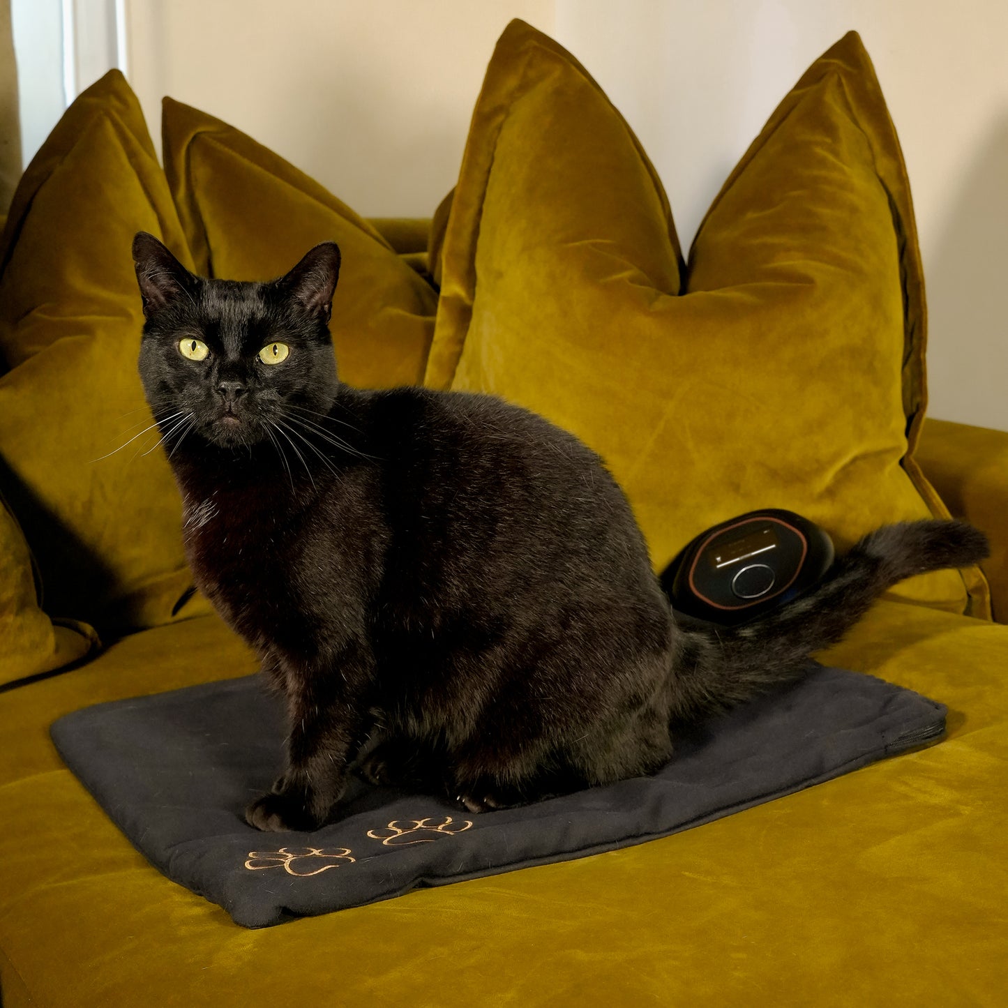 CELLER8® Small Pet Package