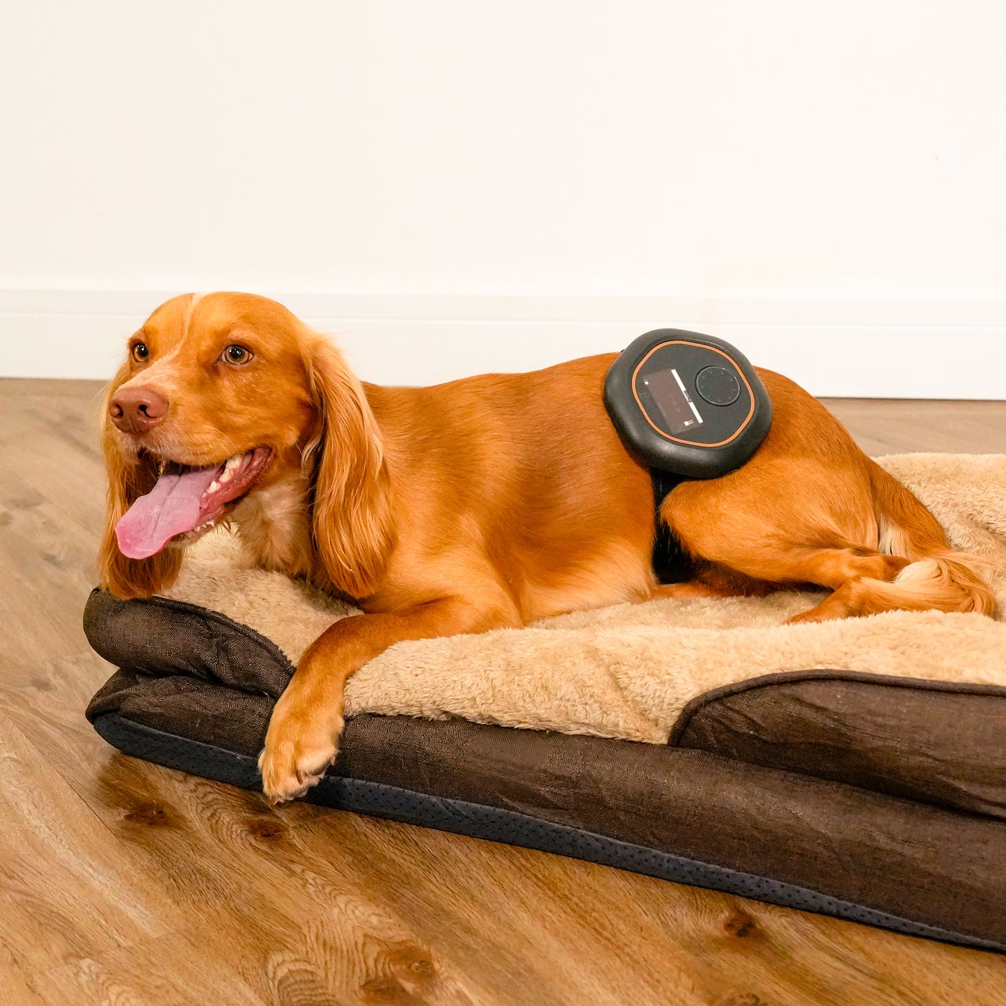 CELLER8®  Large Pet Package