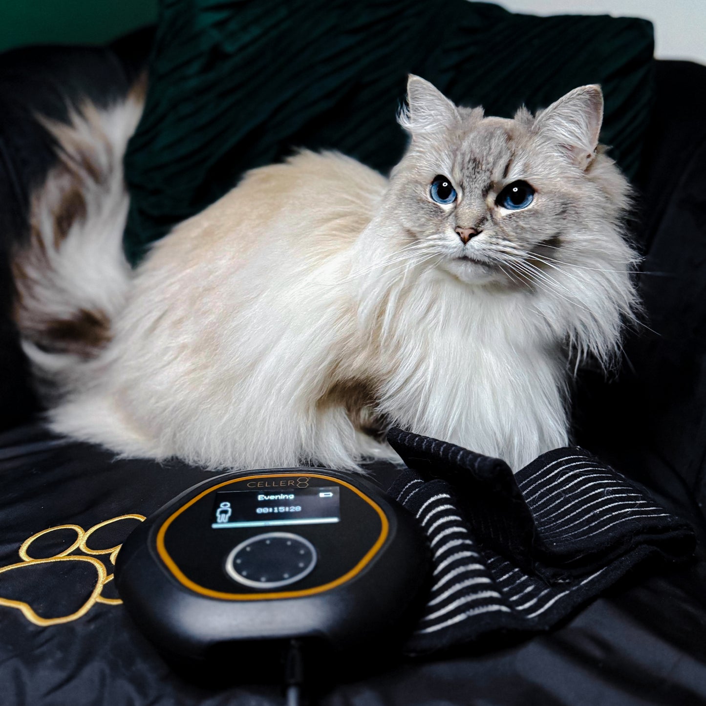 CELLER8® Small Pet Package